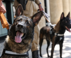 Reforço nas estradas: DER/PR entrega 36 viaturas e 5 cães ao Batalhão de Polícia Rodoviária