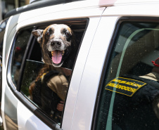 Reforço nas estradas: DER/PR entrega 36 viaturas e 5 cães ao Batalhão de Polícia Rodoviária