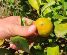 Paraná avança na luta contra o greening com força-tarefa que erradicou mais de 200 plantas sintomáticas no Noroeste