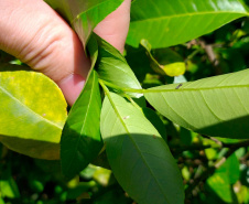Paraná avança na luta contra o greening com força-tarefa que erradicou mais de 200 plantas sintomáticas no Noroeste