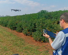 Paraná avança na luta contra o greening com força-tarefa que erradicou mais de 200 plantas sintomáticas no Noroeste