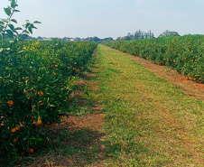 Paraná avança na luta contra o greening com força-tarefa que erradicou mais de 200 plantas sintomáticas no Noroeste