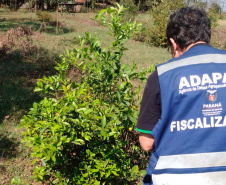 Paraná avança na luta contra o greening com força-tarefa que erradicou mais de 200 plantas sintomáticas no Noroeste