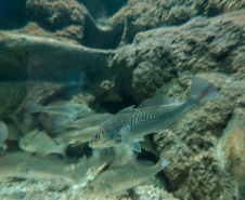 AQUÁRIO PARANAGUÁ