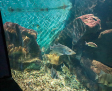 AQUÁRIO PARANAGUÁ