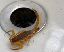  Sesa alerta para cuidados com animais peçonhentos durante o verão