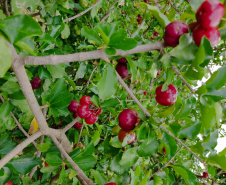 Inovações na Fruticultura são destaque durante o Show Rural Coopavel 2025