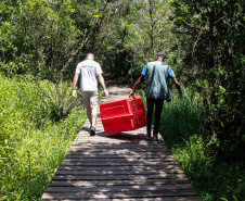 Equipe do IAT devolve tamanduá mirim à natureza