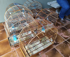 IAT APREENSÃO AVES