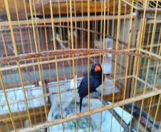 IAT APREENSÃO AVES