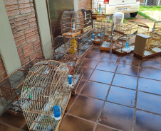 IAT APREENSÃO AVES