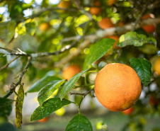 FRUTAS