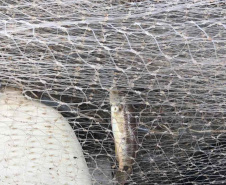 Operação do Instituto Água e Terra (IAT) contra a pesca predatória nas baías de Antonina e Paranaguá.