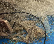 Um dia após a proibição da pesca, agentes do IAT recuperam 13 quilos de camarão em Guaraqueçaba