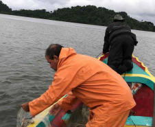Um dia após a proibição da pesca, agentes do IAT recuperam 13 quilos de camarão em Guaraqueçaba