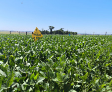 Agroshow Copagril, em Marechal Cândido Rondon