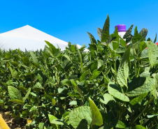 Agroshow Copagril, em Marechal Cândido Rondon