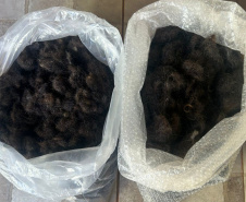 UNIOESTE TRANSFORMAM CABELO EM ADUBO