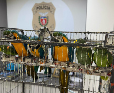 PCPR resgata seis aves vítimas do tráfico de animais em Curitiba
