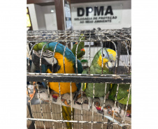 PCPR resgata seis aves vítimas do tráfico de animais em Curitiba