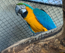 PCPR resgata seis aves vítimas do tráfico de animais em Curitiba