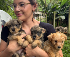 PCPR resgata mais de 130 cães vítimas de maus tratos e prende mulher em flagrante em Bocaiuva do Sul
