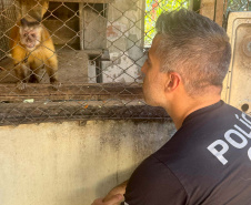 PCPR resgata macaco-prego que viveu 31 anos preso em uma gaiola em Colombo