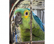 PCPR resgata seis aves vítimas do tráfico de animais em Curitiba