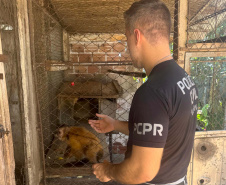 PCPR resgata macaco-prego que viveu 31 anos preso em uma gaiola em Colombo