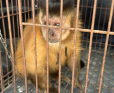 PCPR resgata macaco-prego que viveu 31 anos preso em uma gaiola em Colombo