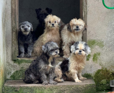 PCPR resgata mais de 130 cães vítimas de maus tratos e prende mulher em flagrante em Bocaiuva do Sul