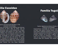 Cartilha educativa desenvolvida pelo Estado em parceria com universidades e empresas responsáveis pela revitalização da Orla de Matinhos destaca a importância das conchas no Litoral do Paraná