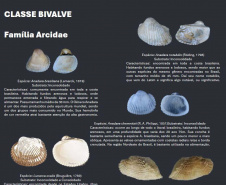 Cartilha educativa desenvolvida pelo Estado em parceria com universidades e empresas responsáveis pela revitalização da Orla de Matinhos destaca a importância das conchas no Litoral do Paraná