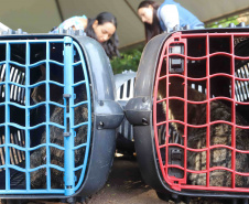 IAT CASTRAPET