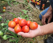 Produtor de orgânico certificado pelo Tecpar tem desconto em linhas de crédito do Plano Safra