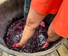 SETU CAMINHO DO VINHO BITURUNA