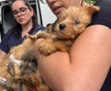 PCPR resgata mais de 130 cães vítimas de maus tratos e prende mulher em flagrante em Bocaiuva do Sul