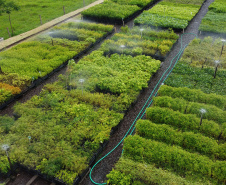 Paraná mais verde: Estado apresentou queda de 73% no desmatamento ilegal da Mata Atlântica entre 2023 e 2024.