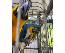 PCPR resgata seis aves vítimas do tráfico de animais em Curitiba