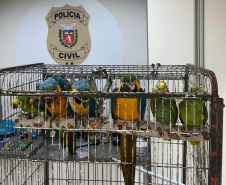 PCPR resgata seis aves vítimas do tráfico de animais em Curitiba