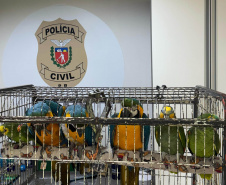PCPR resgata seis aves vítimas do tráfico de animais em Curitiba