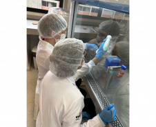 Projeto estuda alternativa para a produção de colágeno de jumento sem abate