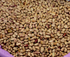 BOLETIM AGRO FEIJÃO