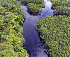 Paraná mais verde: Estado apresentou queda de 73% no desmatamento ilegal da Mata Atlântica entre 2023 e 2024.