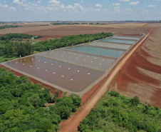 tilápia