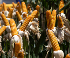 SHOW RURAL BIOGÁS