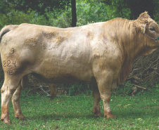 Purunã: gado paranaense é destaque no Show Rural Coopavel