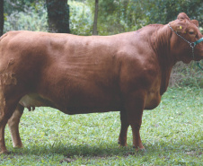 Purunã: gado paranaense é destaque no Show Rural Coopavel