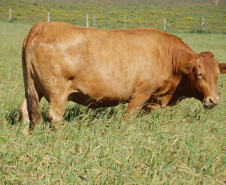 Purunã: gado paranaense é destaque no Show Rural Coopavel