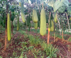 BUCHA VEGETAL